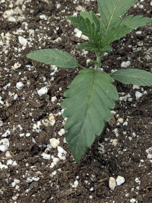 Double grape auto. Week 2