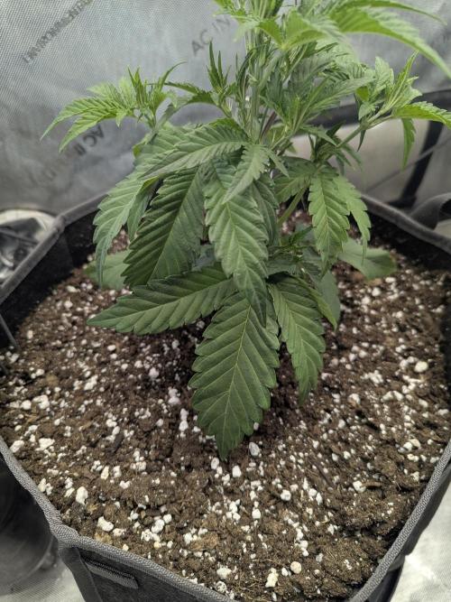 Double grape auto. Week 3