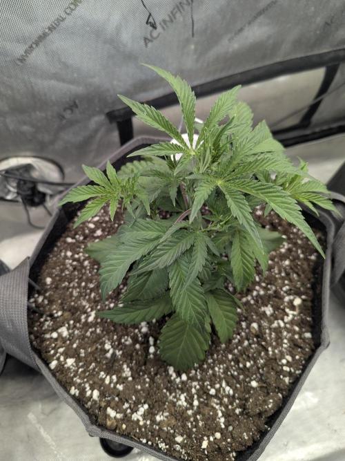 Double grape auto. Week 3