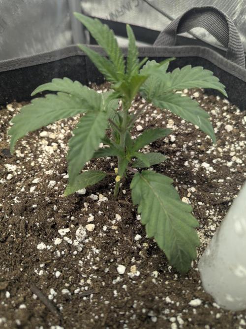 Double grape auto. Week 3