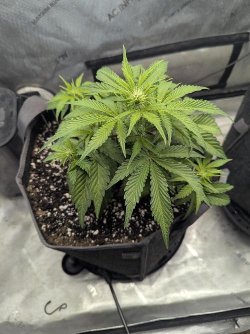 Double grape auto. Week 4