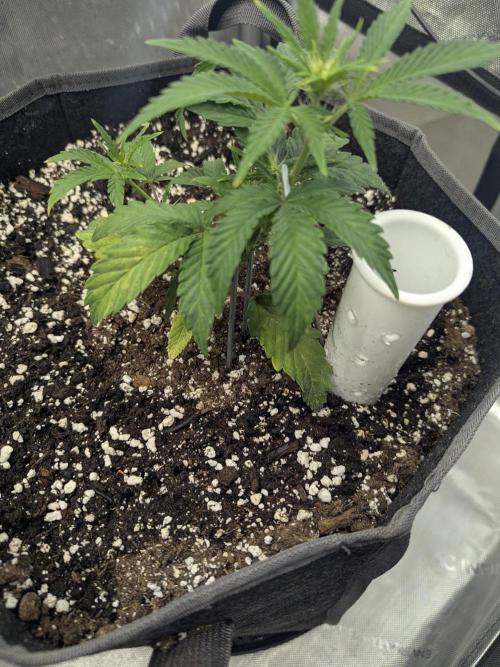 Double grape auto. Week 4