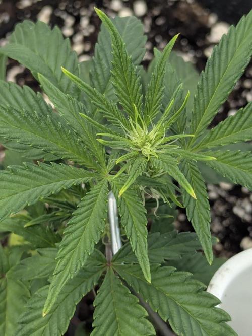 Double grape auto. Week 4