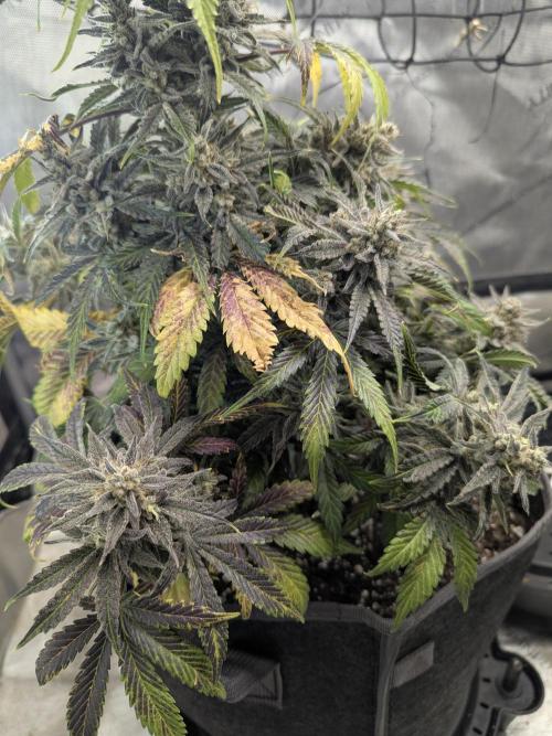 Double grape auto. Week 5