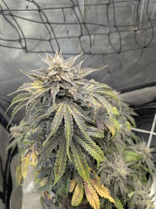 Double grape auto. Week 5