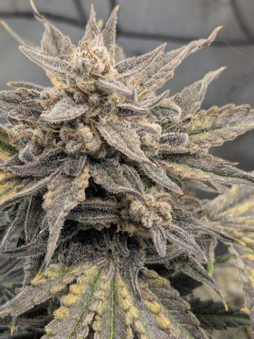Double grape auto. Week 5