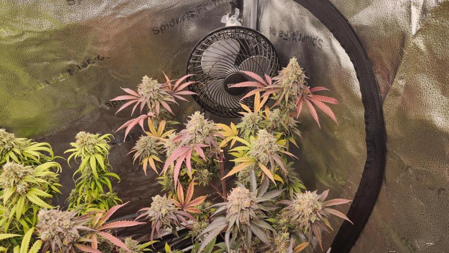 photo mix fastbud and sweetseeds. Week 7 - november 8
fast bud