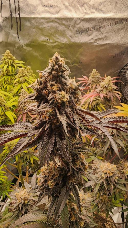 photo mix fastbud and sweetseeds. Week 7 - november 8
fast bud