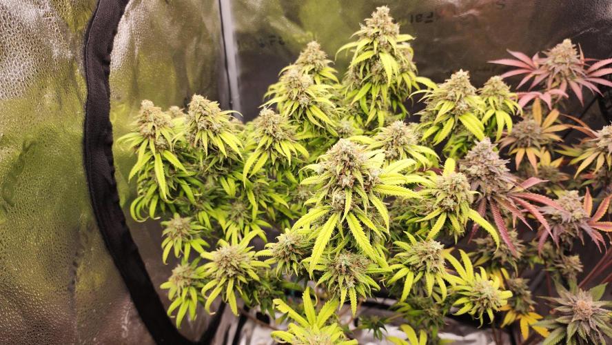 photo mix fastbud and sweetseeds. Week 7 - november 8
sweet seeds