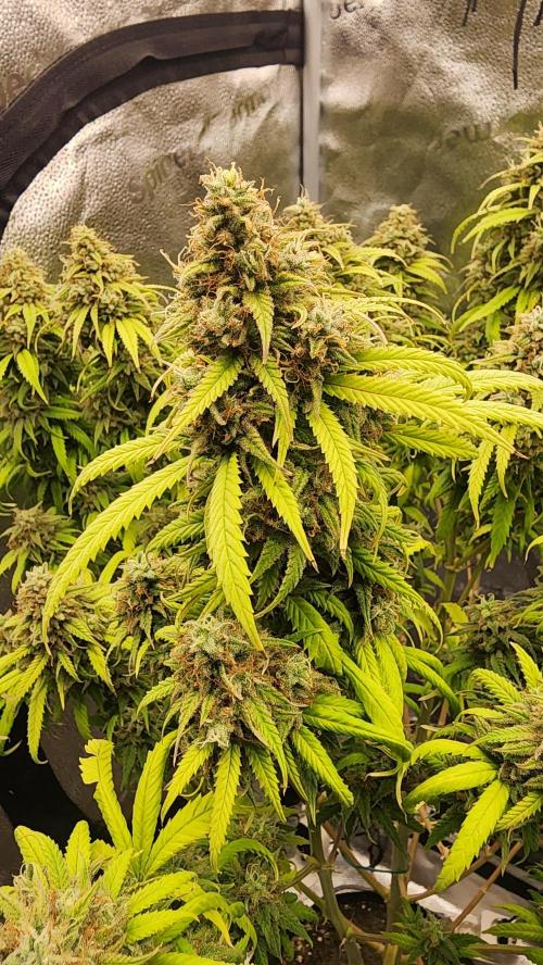 photo mix fastbud and sweetseeds. Week 7 - november 8
sweet seeds