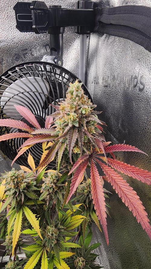 photo mix fastbud and sweetseeds. Week 7