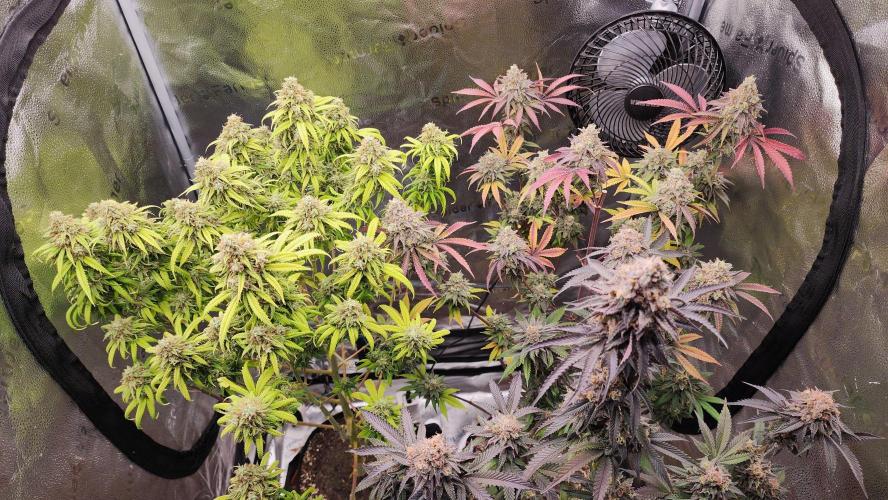 photo mix fastbud and sweetseeds. Week 7 - november 8
sweet seeds & fast buds