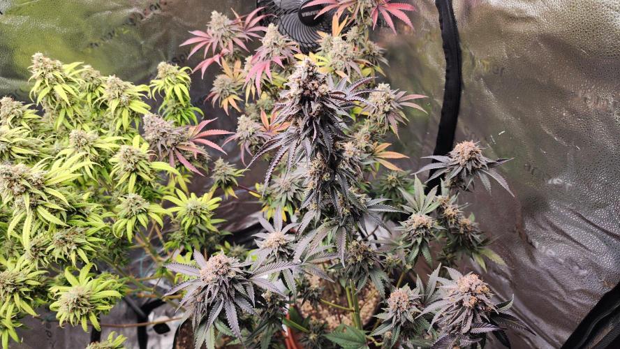 photo mix fastbud and sweetseeds. Week 7 - november 8
fast bud