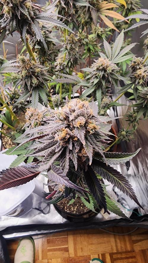 photo mix fastbud and sweetseeds. Week 7