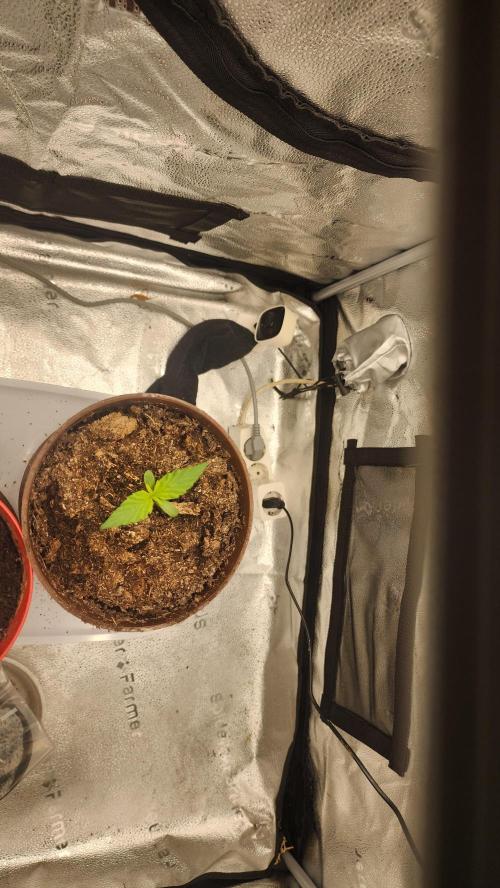 special growdiary. Week 1 - 8.december
Strawberry banana