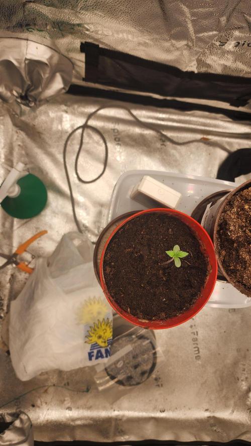 special growdiary. Week 1 - 8.december
seeds from auto mix plants,2nd generation.
