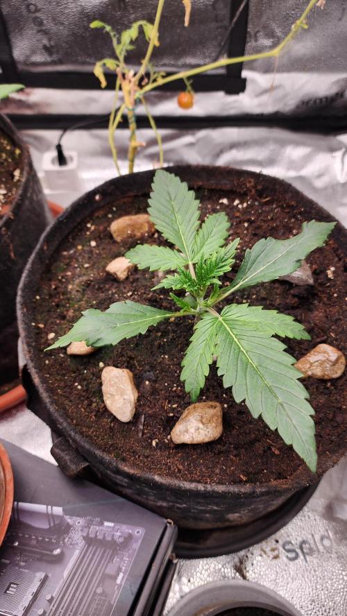 special growdiary. Week 2 - 18.december
unknown 2nd generation fast bud