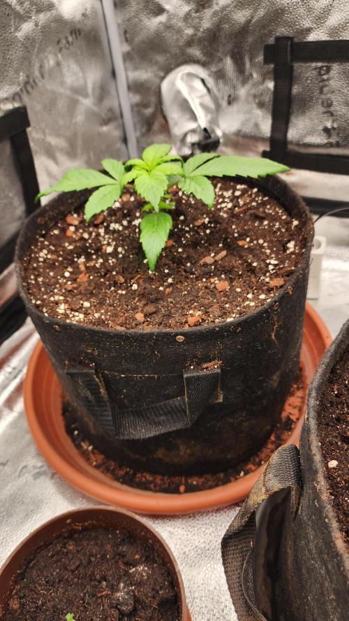 special growdiary. Week 2 - 18.december
strawberry banana