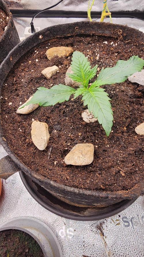 special growdiary. Week 2 - 16.december
unknown ,2nd generation fast bud