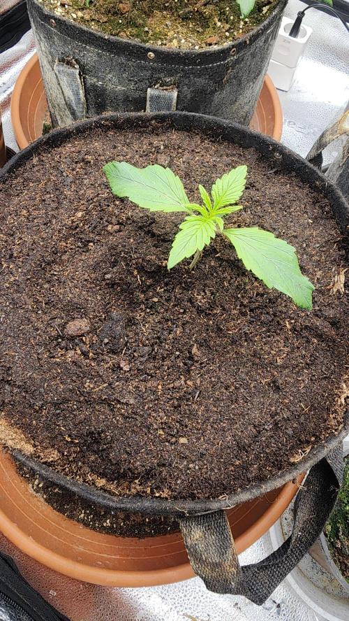 special growdiary. Week 3 - 25.december
jack herer auto
transplanted