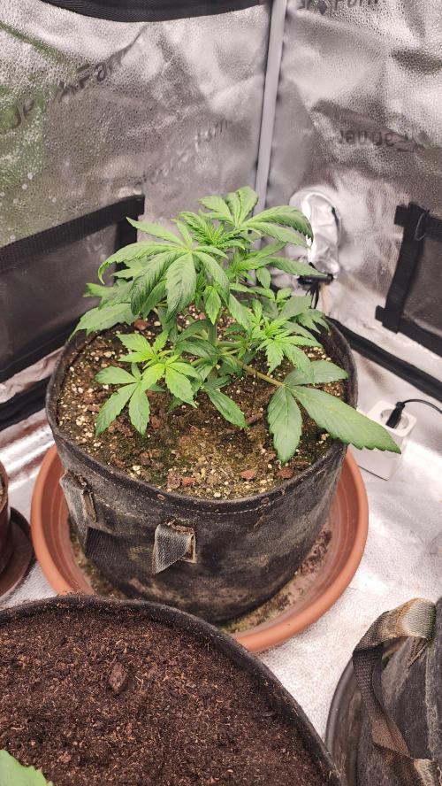 special growdiary. Week 3 - 25.december
strawberry banana