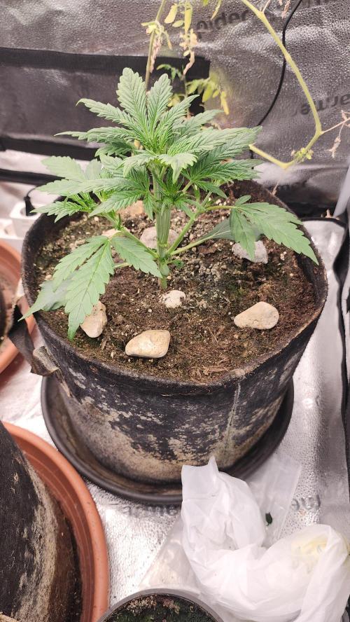 special growdiary. Week 3 - 25.december
seed made from plant 2nd generation