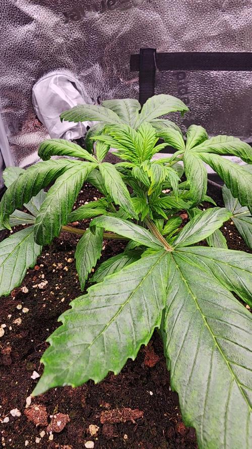 special growdiary. Week 3 - 24.december strawberry bannana before defoliation