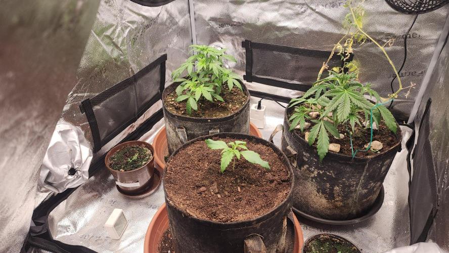 special growdiary. Week 3 - 27.12
whole family