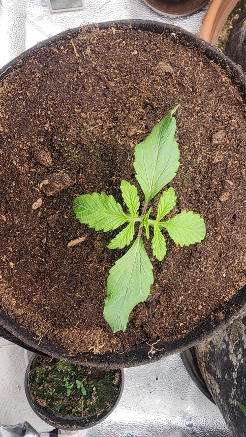 special growdiary. Week 3 - 27.12
jack herer