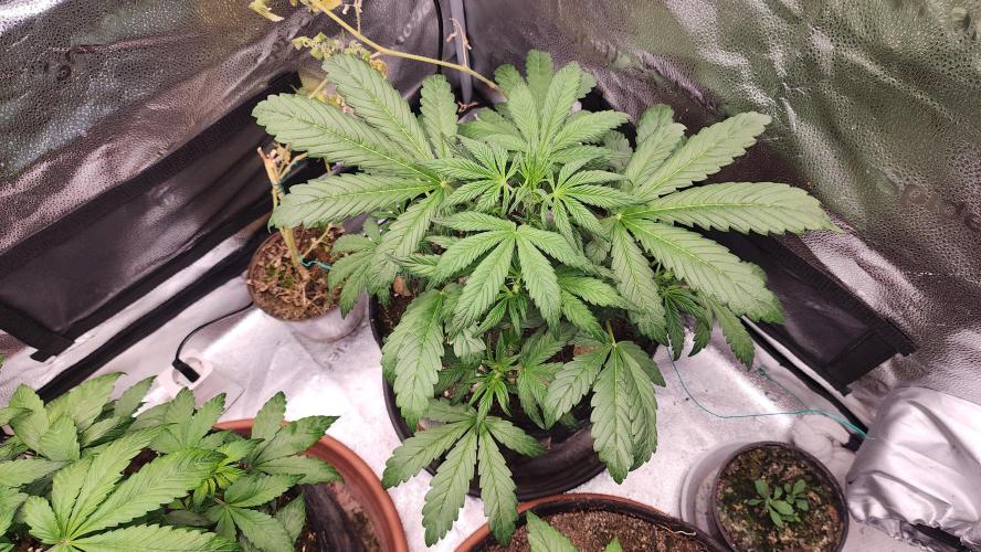 special growdiary. Week 4 - 3.jan. mystery seed  
before defoliation