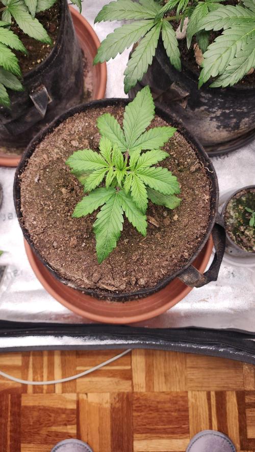 special growdiary. Week 4 - 3.jan.jack herer auto