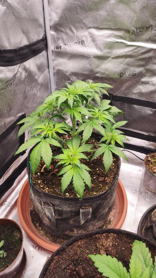 special growdiary. Week 4 - 3.jan.strawberry banana auto after defoliation
