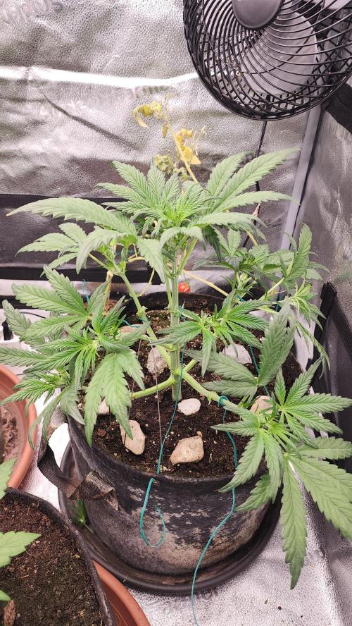 special growdiary. Week 4 - 3.jan.mystery seed  
after defoliation and easy lst
