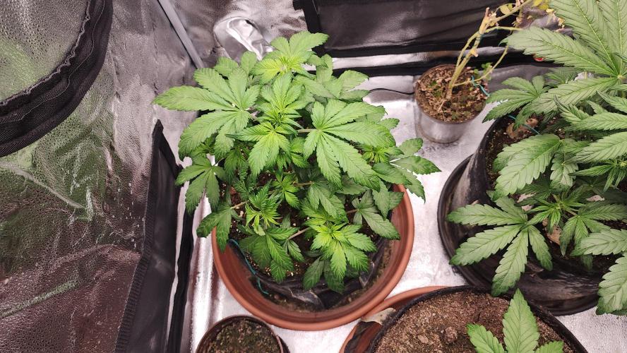 special growdiary. Week 4 - 3.jan.strawbery banana auto before defoliation
