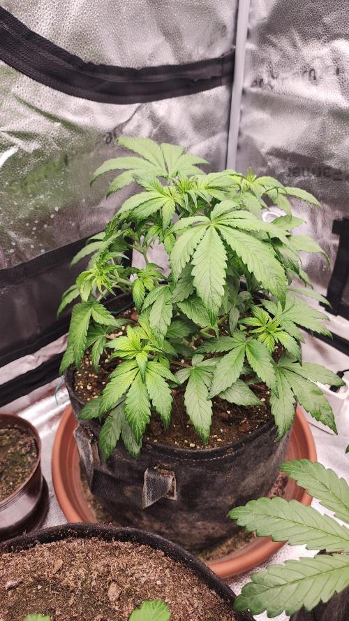 special growdiary. Week 4 - 3.jan.strawberry banana auto before defoliation