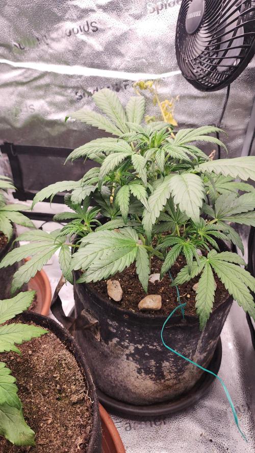 special growdiary. Week 4 - 3.jan.mystery seed  
before defoliation