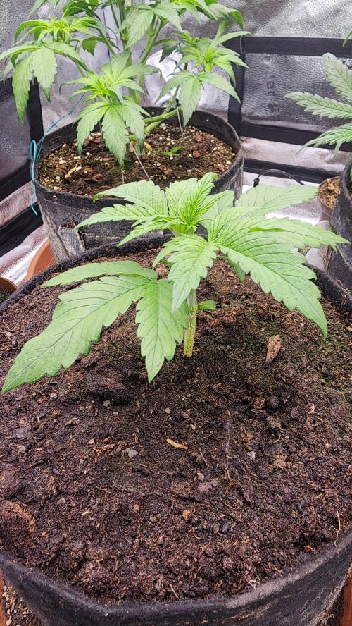 special growdiary. Week 4 - jack herer auto