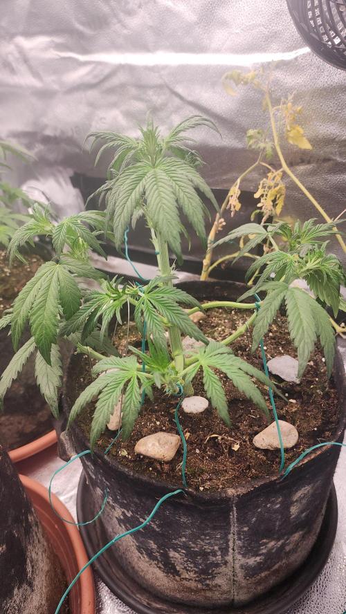 special growdiary. Week 4 - little more defoliation