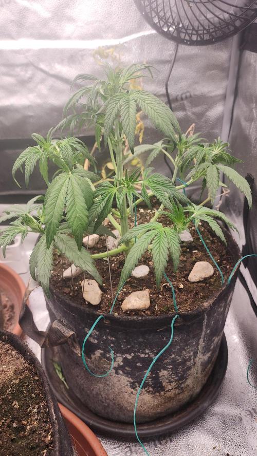 special growdiary. Week 4