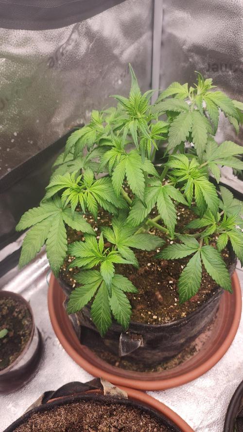 special growdiary. Week 4