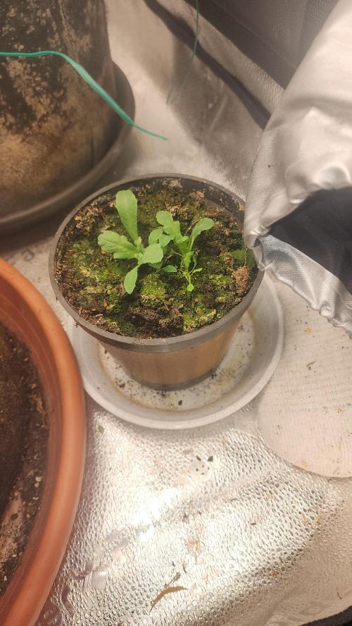 special growdiary. Week 4 - poppy