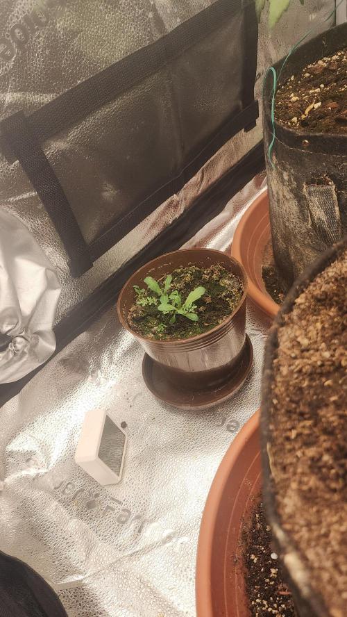 special growdiary. Week 4 - poppy