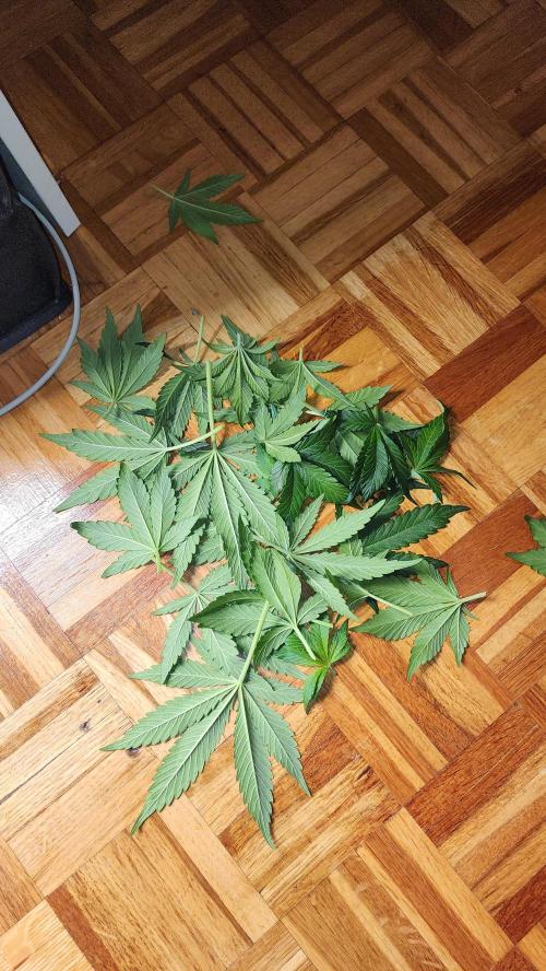 special growdiary. Week 5