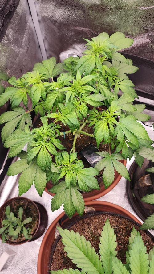 special growdiary. Week 5