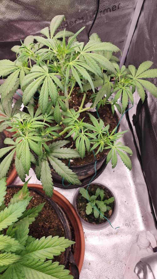 special growdiary. Week 5