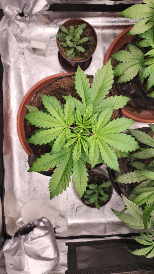 special growdiary. Week 5