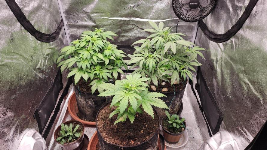 special growdiary. Week 5 - 8.jan.