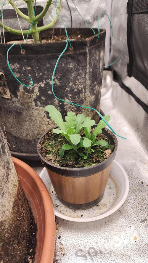 special growdiary. Week 5 - 8.jan.