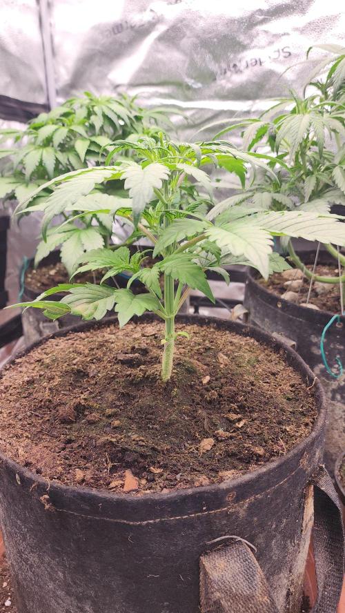 special growdiary. Week 5 - 8.jan.