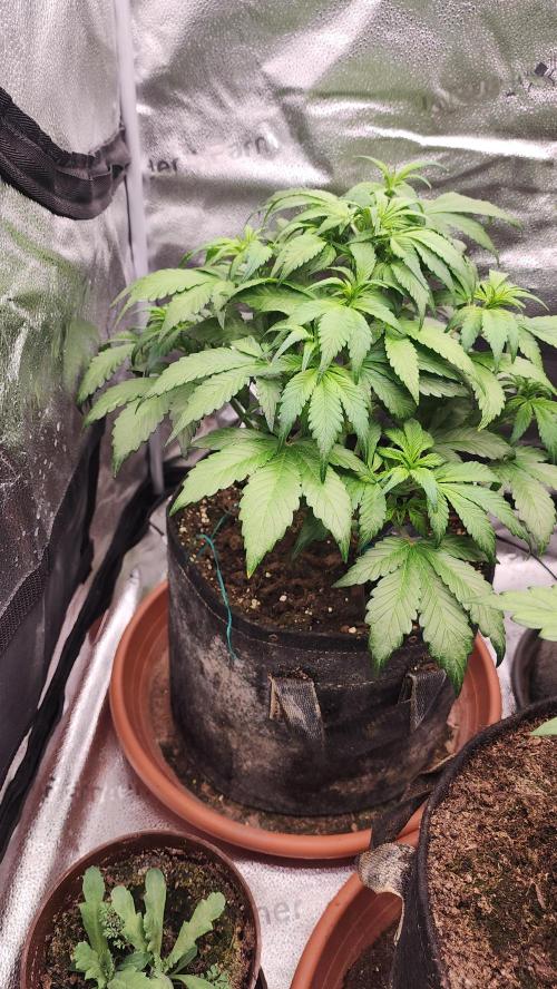 special growdiary. Week 5 - 8.jan.